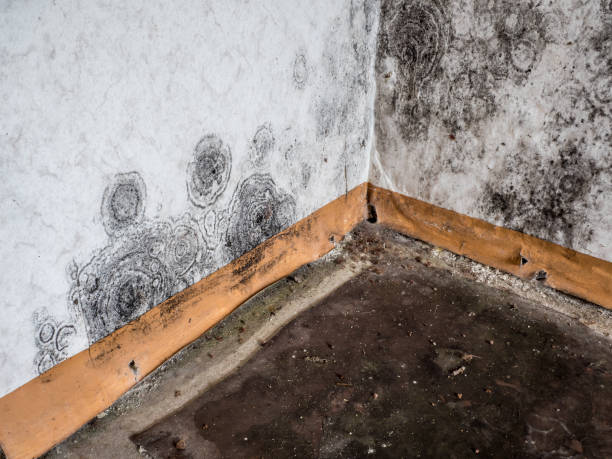 Best Black Mold Removal  in Fort Belknap Agency, MT